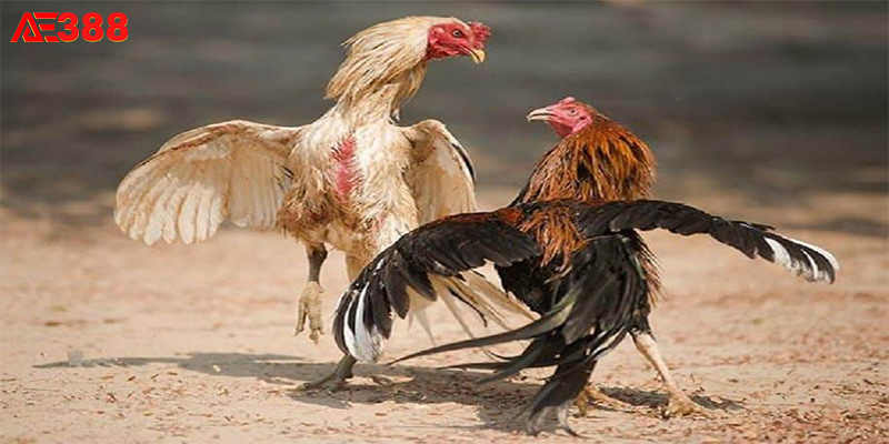 Đá gà AE388 với nhiều thể loại gà đá